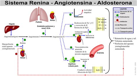 Esquema del sistema renina-angiotensina-aldosterona y el punto de acción del losartán