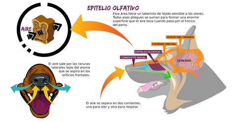 Diagrama de la cavidad nasal de un perro mostrando la mucosa irrigada y posibles puntos de infección.