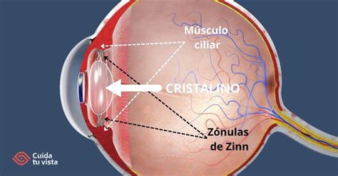 Esquema de la anatomía del ojo humano mostrando el cristalino y la retina