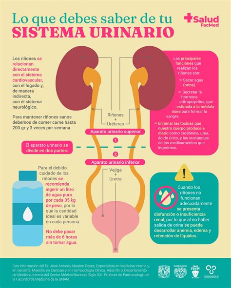Esquema sobre el funcionamiento del sistema urinario y cómo los irritantes afectan la vejiga