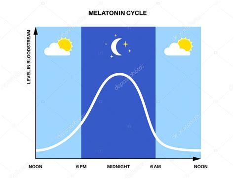 Ilustración del ciclo circadiano y la producción de melatonina en el cerebro