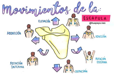 Diagrama de los movimientos de la escápula