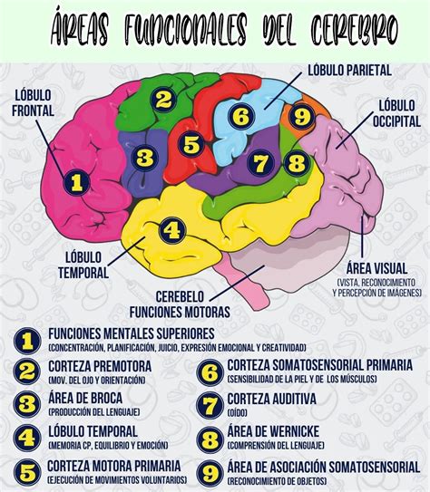 Infografía mostrando un cerebro y sus áreas estimuladas por el ajedrez