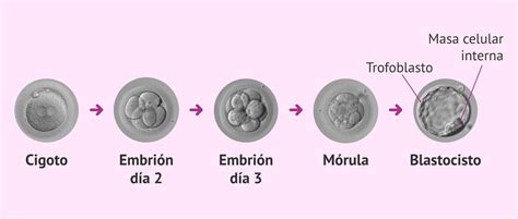 Ilustración esquemática de las fases iniciales del desarrollo embrionario (cigoto, mórula, blastocisto e implantación)