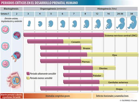 Gráfico ilustrativo de los períodos críticos del desarrollo de los principales órganos fetales