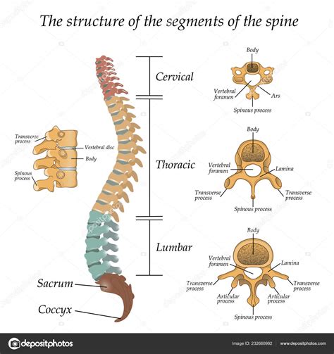 Esquema detallado de la columna vertebral humana resaltando sus segmentos