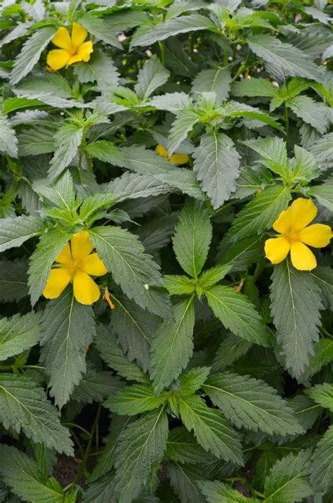 Planta Turnera Afrodisíaca, ingrediente principal del Palhuén