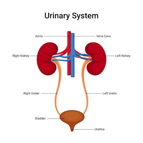 Diagrama del sistema urinario humano con enfoque en la vejiga