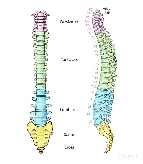 Dibujo representativo de los segmentos de la columna vertebral, vista lateral izquierda: región cervical (rojo); región torácica (azul); región lumbar (amarillo); región sacro-axial (verde); coxis (violeta).