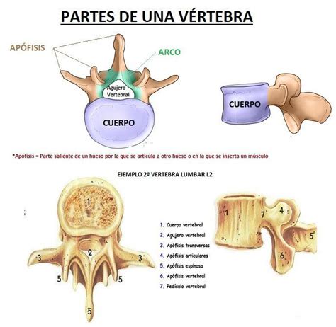 Esquema detallado de una vértebra, mostrando sus componentes: cuerpo, arco, pedículos, láminas y procesos.
