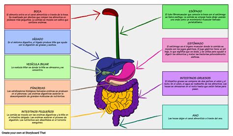 Esquema de un sistema digestivo con las principales partes y sus funciones