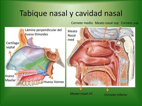 Esquema de la anatomía nasal con tabique y cornetes