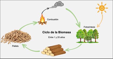 Esquema que muestra el ciclo de la biomasa: desde la captación solar y crecimiento de plantas hasta su conversión en calor, electricidad y biocombustibles.