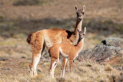 Imagen de un guanaco pastando en la estepa patagónica.