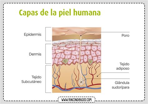 Esquema detallado de las capas de la piel y un folículo piloso con glándula sebácea