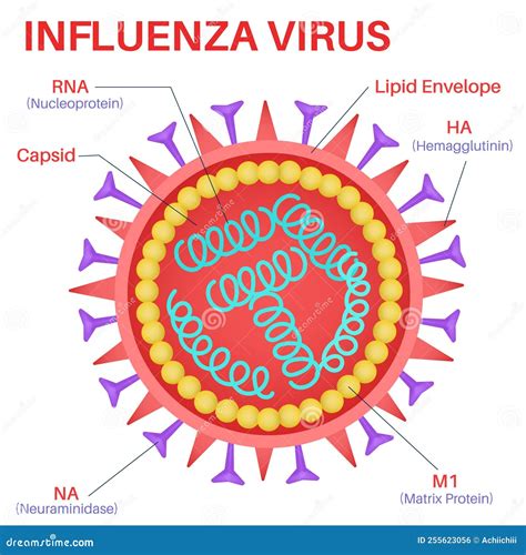 Esquema de un virus de la influenza y el Covid-19, junto a jeringas de vacunación