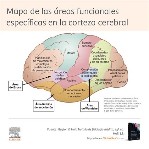 Esquema de las áreas cerebrales afectadas en la esquizofrenia
