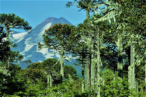 Mapa de riesgo climático para la vegetación nativa de Chile, destacando refugios climáticos en el sur