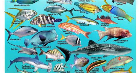 Ilustración de fauna marina y terrestre de la Patagonia chilena