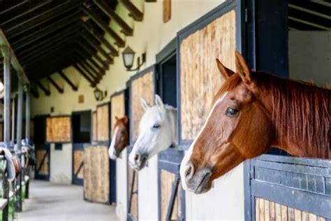 Ilustración de caballos de la caballeriza real británica en una ceremonia
