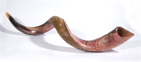 Ilustración de un cuerno de carnero (shofar o yobel)