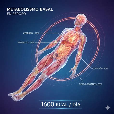 Esquema sobre el gasto energético diario: Metabolismo Basal (50-70%), Termogénesis de los alimentos (10%) y Actividad física (20%).