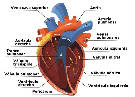 Esquema comparativo del corazón de un atleta vs. un corazón normal, mostrando diferencias en tamaño de cavidades y grosor de pared.