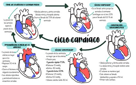 Diagrama del ciclo cardíaco, resaltando la fase de llenado ventricular pasivo y activo.