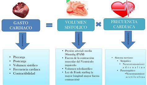 Gráfico mostrando la relación entre gasto cardíaco, volumen sistólico y frecuencia cardíaca durante el ejercicio prolongado.
