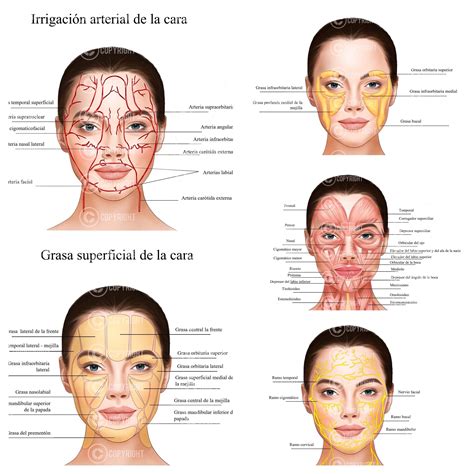 Esquema de las bolsas de grasa facial y su distribución en diferentes edades