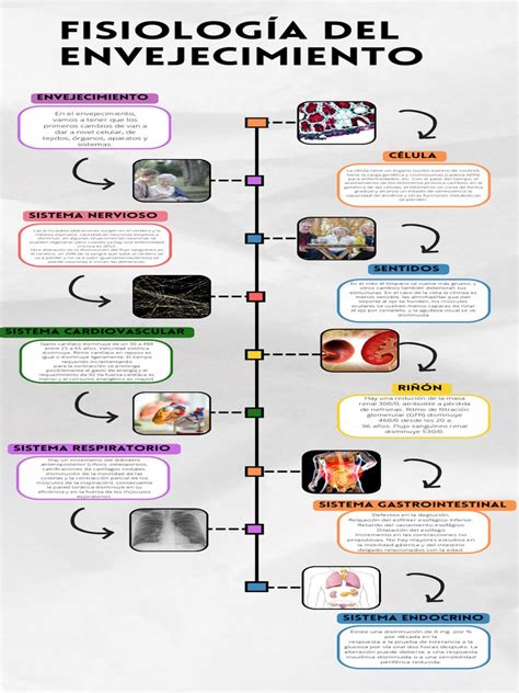 Esquema del proceso de envejecimiento humano y sus efectos en diferentes sistemas