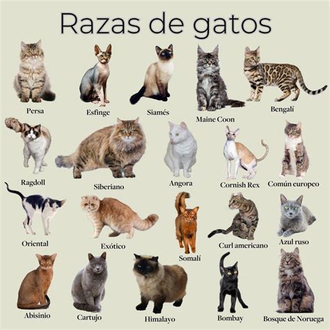 Foto de diferentes gatos con diversas personalidades y necesidades en un hogar acogedor