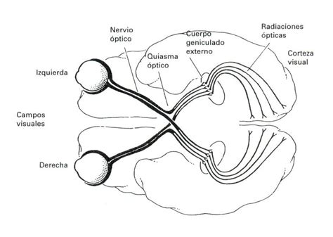 Esquema del sistema visual humano y áreas cerebrales