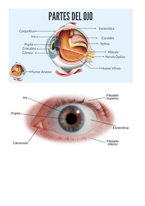 Esquema de las partes del ojo y posibles afecciones