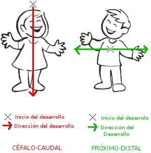 Esquema del desarrollo motor céfalo-caudal y próximo-distal