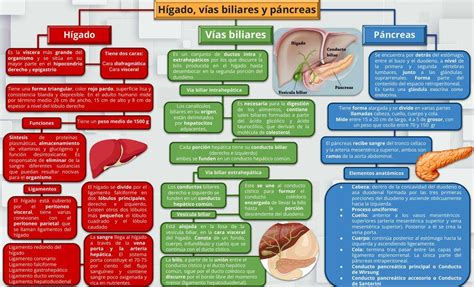 Esquema del hígado y las vías biliares