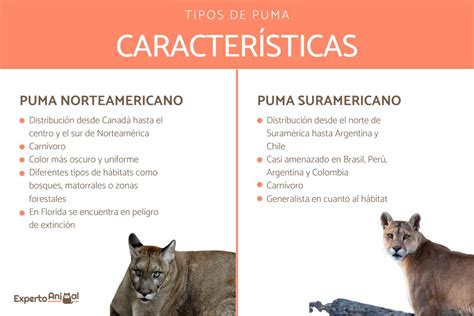 Esquema de las subespecies de puma en el mundo