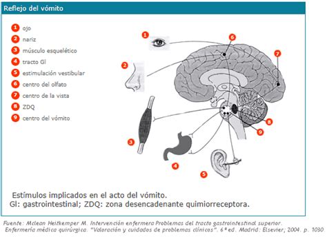 diagrama del centro del vómito y sus conexiones