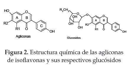 Estructura general de una isoflavona aglicona y su respectivo glucósido