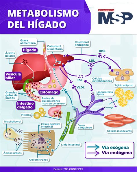 Esquema del metabolismo de las isoflavonas en el intestino y el hígado