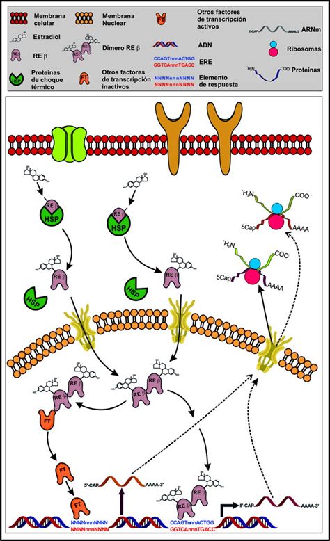 Diagrama de la interacción de estrógenos con sus receptores en las células óseas