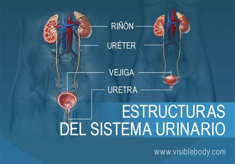 Esquema de la anatomía del sistema urinario masculino y femenino