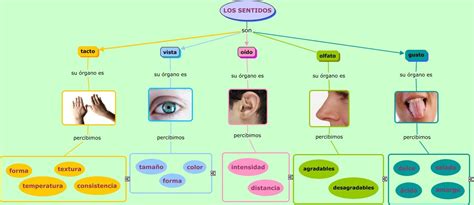 Esquema de los cinco sentidos y su función en la estimulación