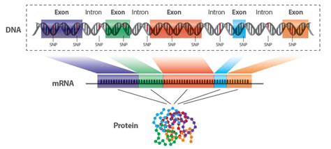 Diagrama del proceso de secuenciación del exoma completo (WES) y su aplicación en el diagnóstico genético.