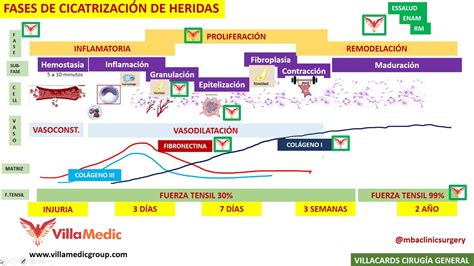 Esquema de las etapas de cicatrización de una herida