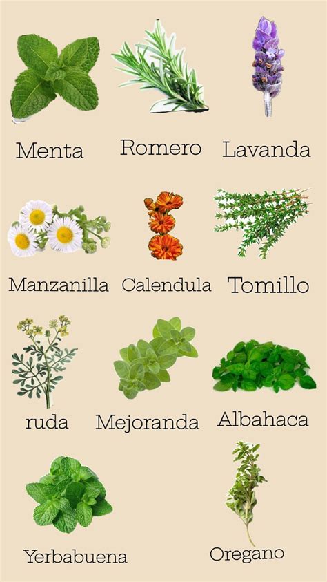 Imagen de hierbas medicinales con un símbolo de precaución para ilustrar los posibles riesgos