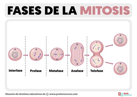 Diagrama que ilustra las diferentes subfases de la enfermedad en fase terminal.