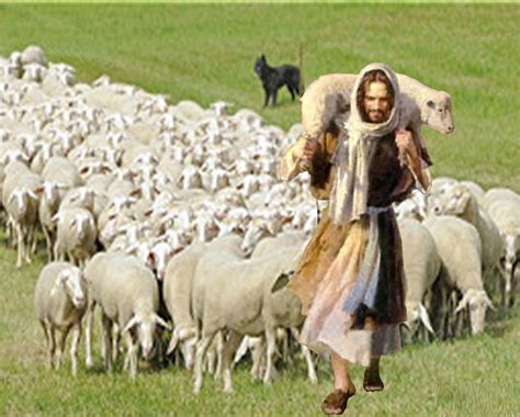 Representación de un pastor cuidando a su rebaño, simbolizando el liderazgo de los ancianos en la iglesia