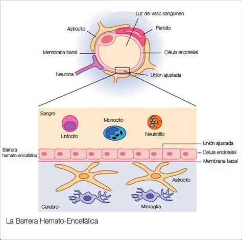 Esquema detallado de la barrera hematoencefálica mostrando células endoteliales, uniones estrechas, pericitos y astrocitos