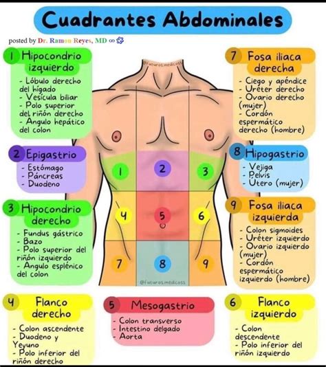 Esquema de las áreas del abdomen afectadas por la abdominoplastia